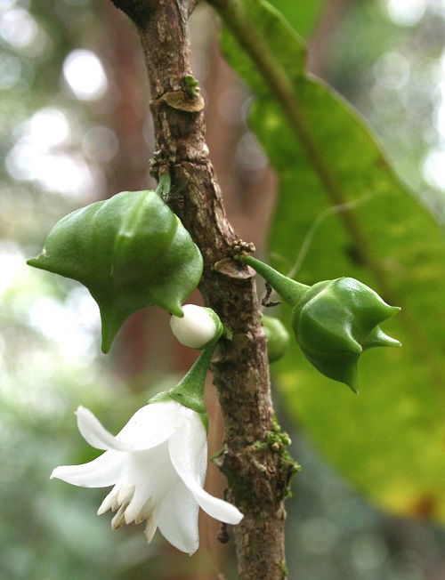 Oahu Pilo Kea Hawaiian Flower