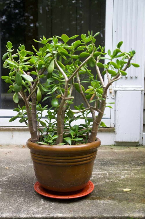 Best Way Propagating Jade Plant From Leaf