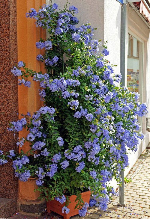 Plumbago Care