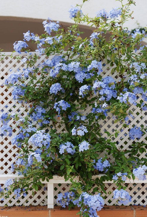 Best Varieties of Plumbago Flowers