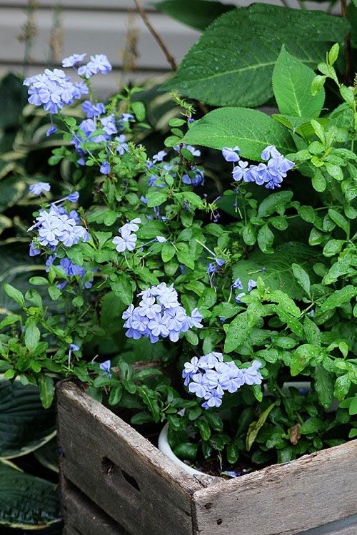  Growing Plumbago