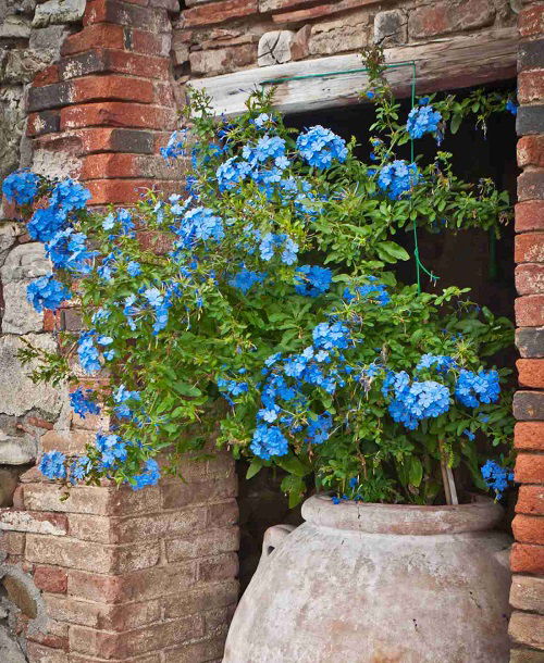 How to Grow Plumbago