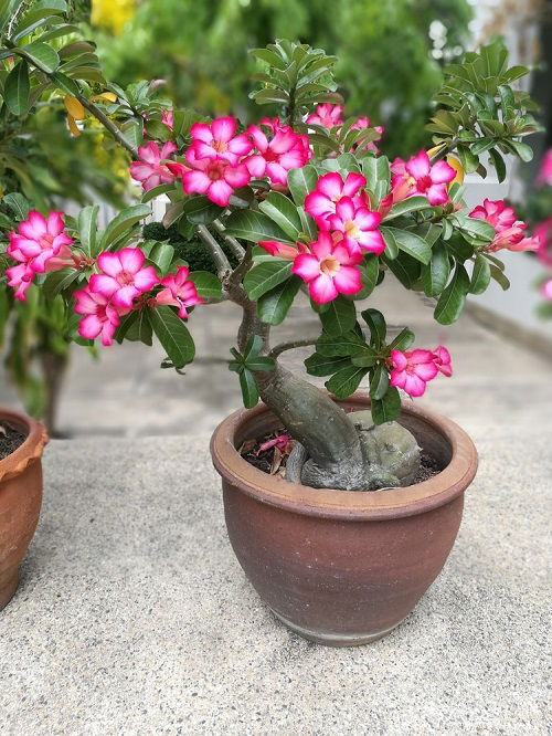 Plumeria Hawaiian Flower