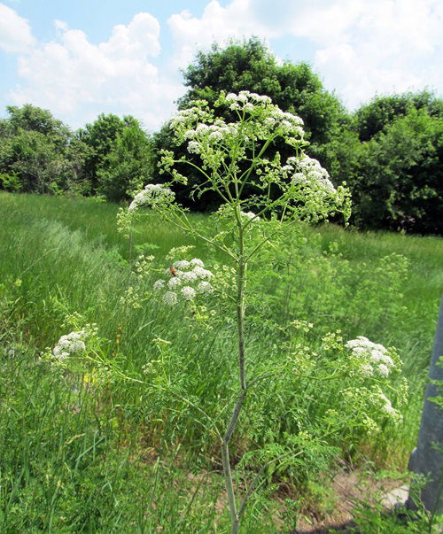 In Minnesota, Poisonous Plants 