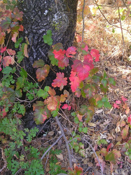 Poisonous Plants in Minnesota