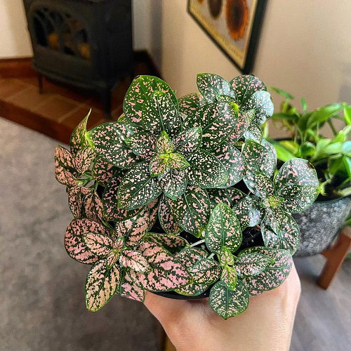 Plants That Can Change Colour Indoors