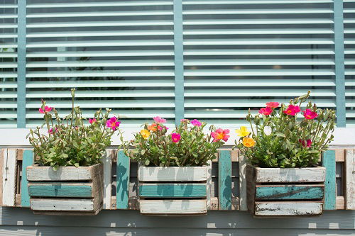 moss rose Plants for Window Boxes 23