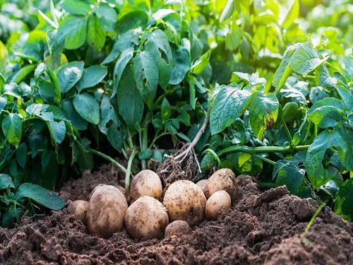 Rosemary Companion Plants potatoes