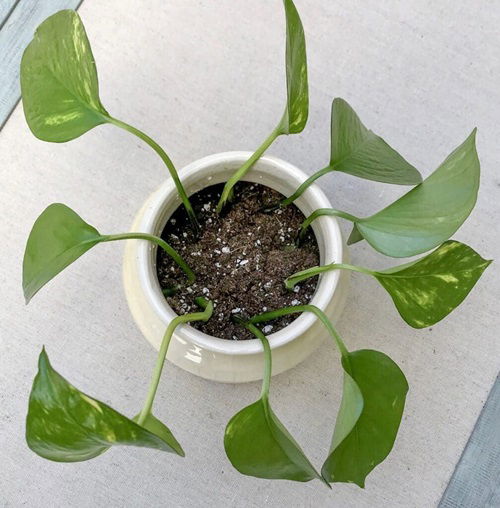 pothos Cutting Propagation in Soil