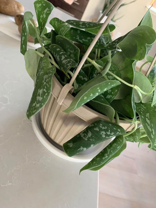 Most Common Pothos Plant Problems and Their Solutions 2