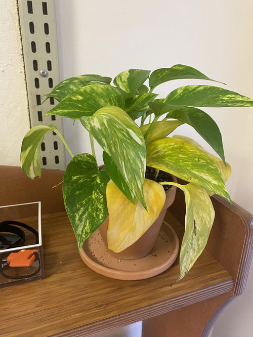 Pothos Leaves Turning Yellow