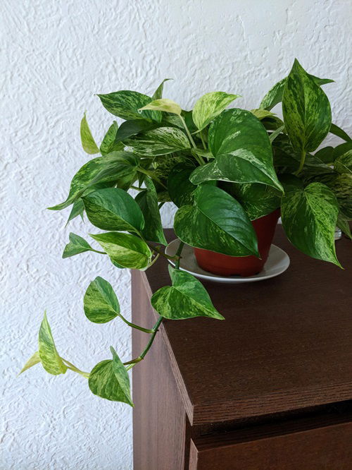 Most Common Pothos Plant Problems and Their Solutions 