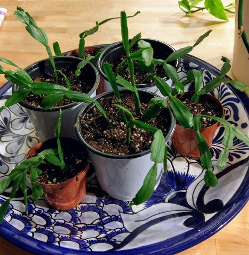 christmas cactus water propagation 2