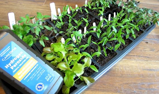 Soaking Seeds In Hydrogen Peroxide