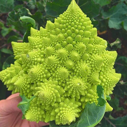 Propagating Romanesco Broccoli