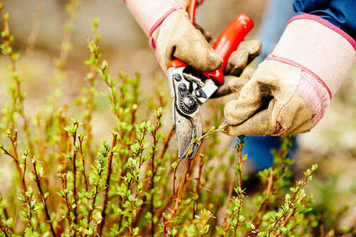 Gardening Things You Should Never Do in the Afternoon 2