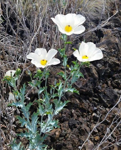 Stunning White Flowers with Yellow Center in garden