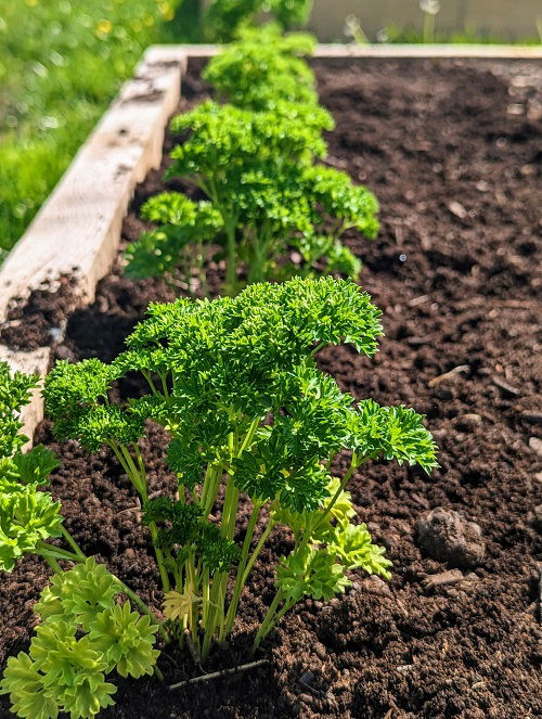 parsley growing in garden