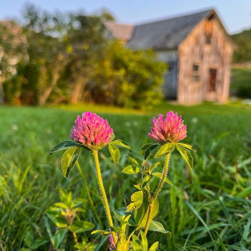  top best Weeds with Pink Flowers