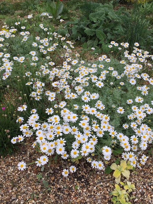 Requirements for Growing Roman Chamomile in Borders