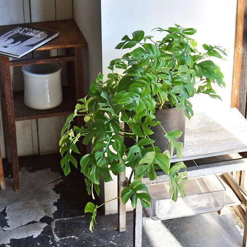 Plants with Leaf Holes indoor