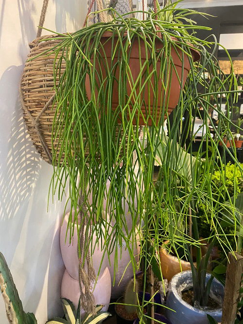 Rhipsalis Baccifera Plants that Look Like Noodles 