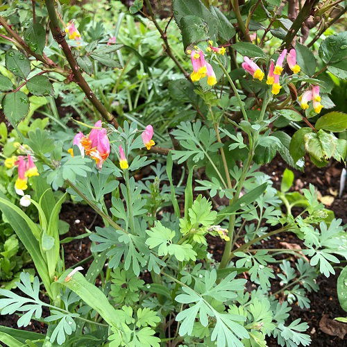 beautiful Pink-Flowered Weeds