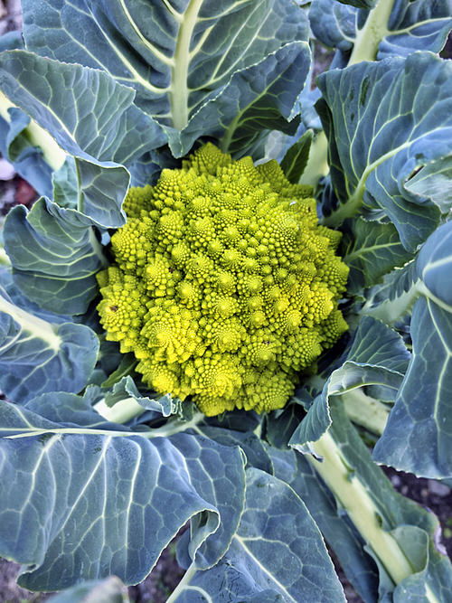 Growing Romanesco Broccoli in garden 