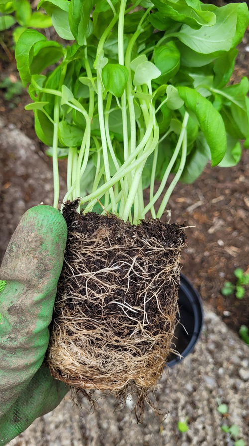 suggestions For Never Fertilizing Your Herbs