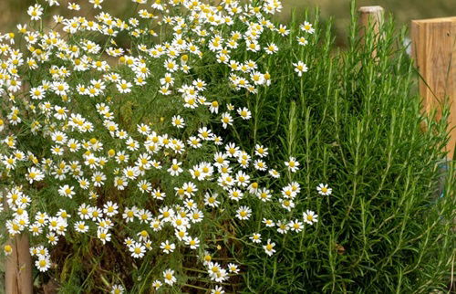 Chamomile Complements Other Plants