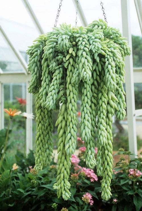 Sedum Morganianum Look Like Noodles