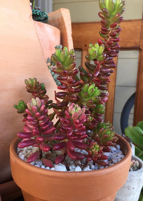 jelly bean plant in pot