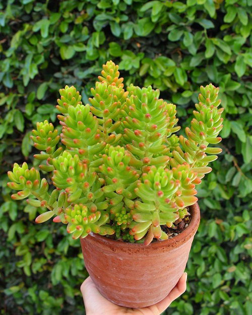 jelly bean plant in pot