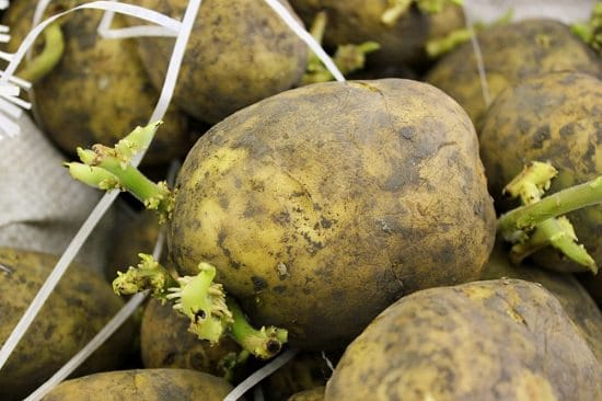 Growing Potatoes Indoors 6