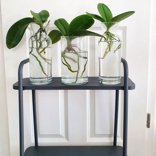 best Steps to Grow Orchids In Water