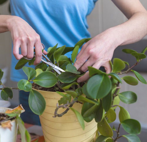 How to Prune Houseplants 1