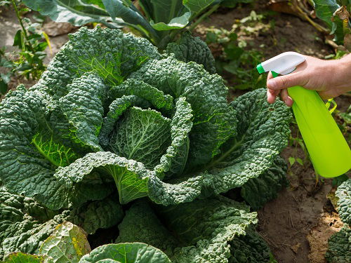 best ways to get rid of cabbage moths and worms 5