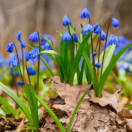 Dark Blue Flowers 15