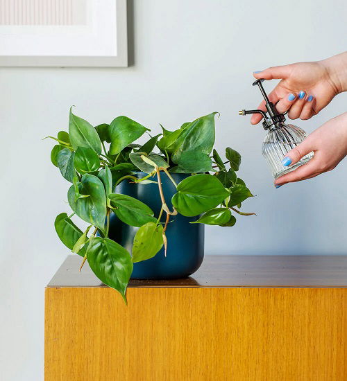 watering or misting philodendron plant