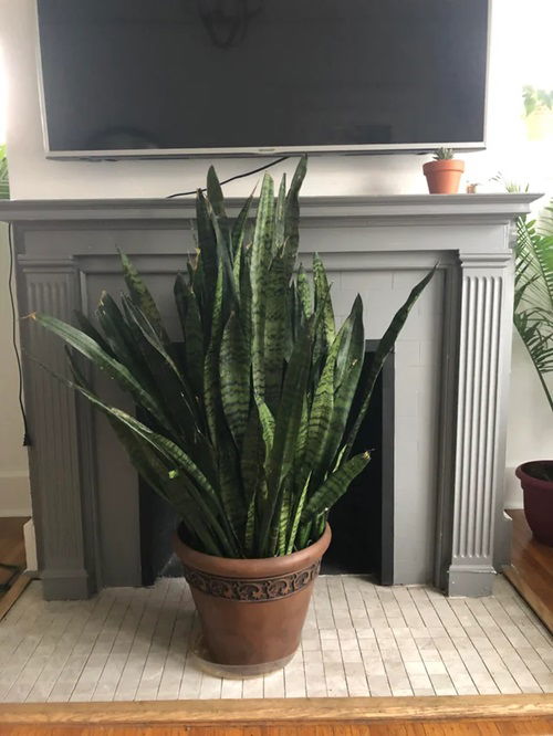 snake plant in pot