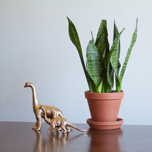 Houseplants That Remove Carbon Monoxide