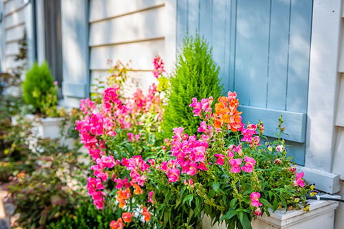 best Plants for Window Boxes 