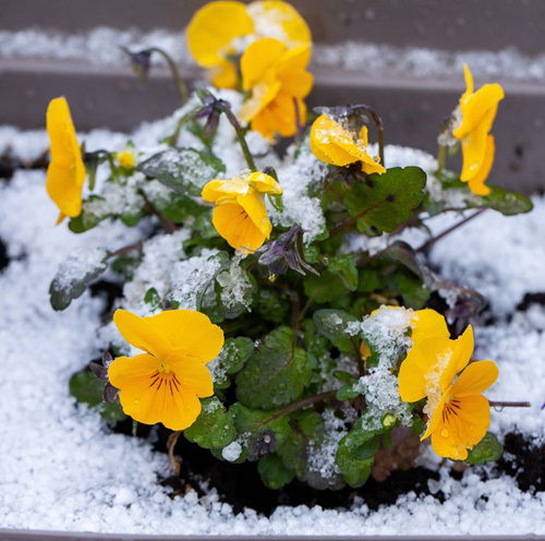 Beautiful Winter Pansy Varieties