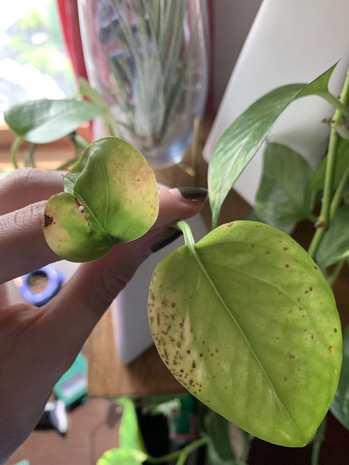 Spots on the pothos Foliage