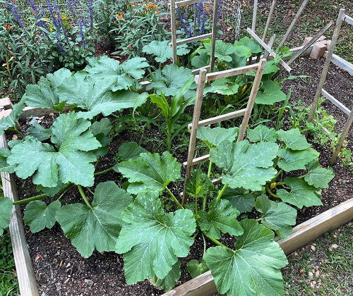 Squash Best Companion Vegetables Plants for Eggplants