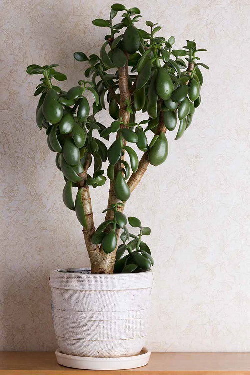 Stress the jade Plant Blooming Hacks