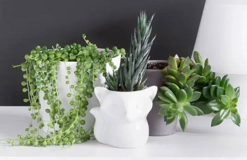 string of pearls in cute planters