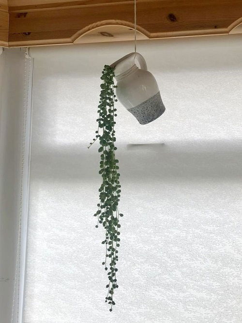 styling string of plants in vase