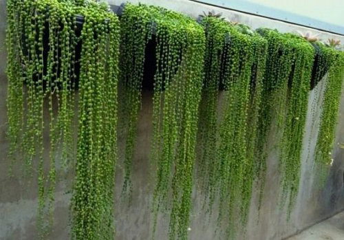 String Of Pearls Planting Style ideas 1