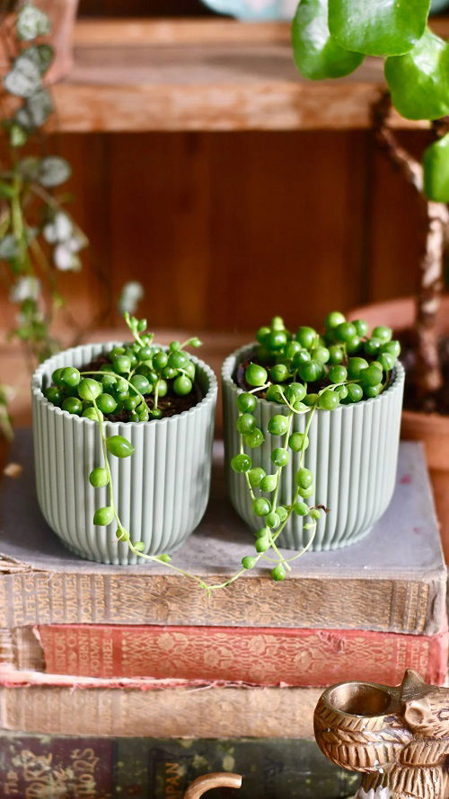 string of pearls on table centerpiece